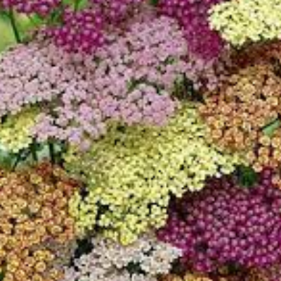 Achillea Millefolium (Common Yarrow) 'Summer Berries'