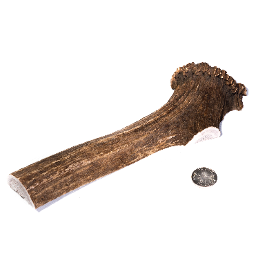 Extra Large Split Antler