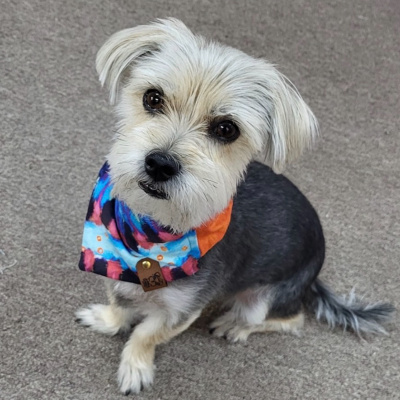 Bandanas (Scrunchie)