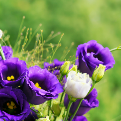 Lisianthus Cut Flower