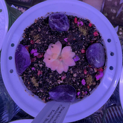 Pinguicula/Butterwort