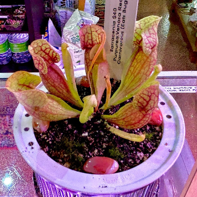 Pitcher Plant