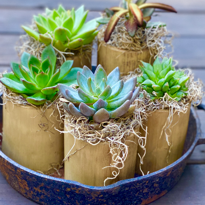 Bamboo Succulent Containers