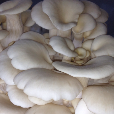 White Elm Mushroom