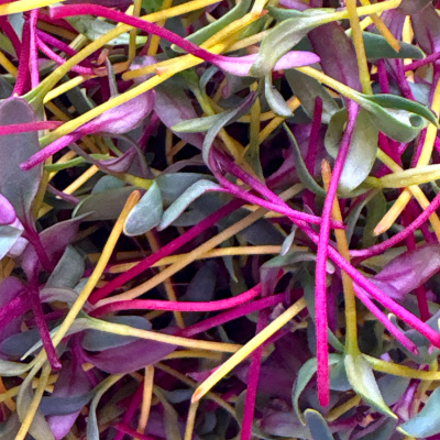 Organic Microgreens