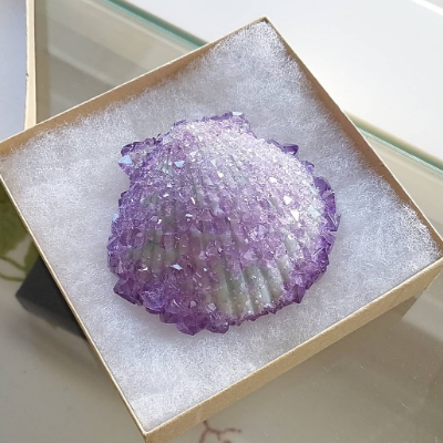 Crystallized Scallop Shell With Purple Amethyst-Like Crystals