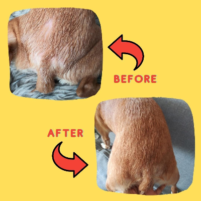 Herbal Healing Pet Skin Salve - For Dogs With Allergies And Skin Problems, Pet Wellness Supplies