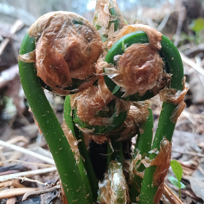 Fresh Wild Greens