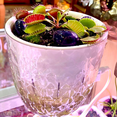 Venus Fly Trap