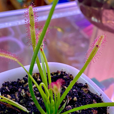 Sundews Droses