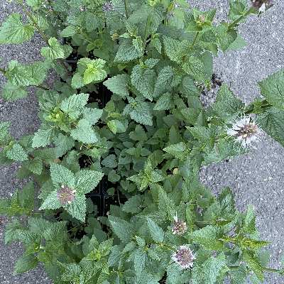 Agastache Urticifolia (Nettleleaf Hyssop)