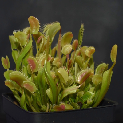 Venus Fly Traps (Carnivorous Plant)