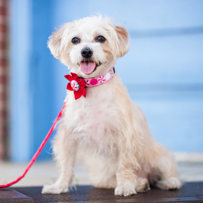 Dog Collar Flower Set