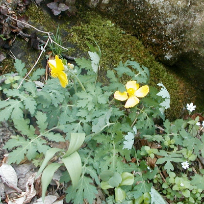 Celandine Poppy (Stylophorum Diphyllum)