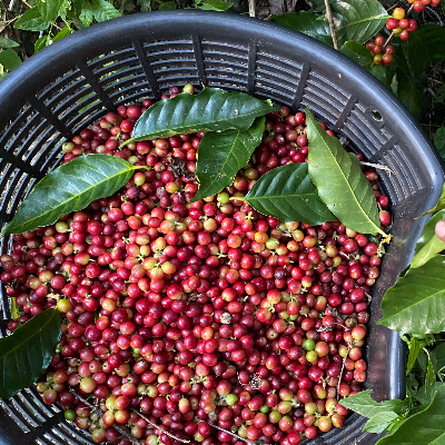 Green (Unroasted) Coffee From Our Farm In Costa Rica