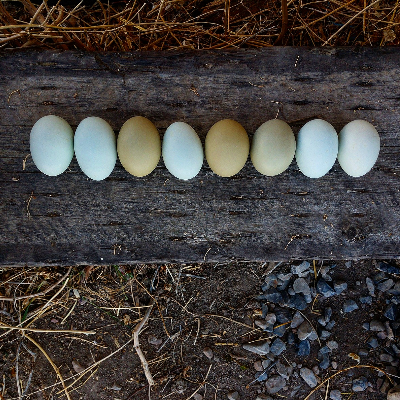 Free-Range Eggs