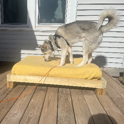 Dog Bed Platform