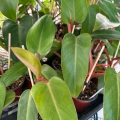 Philodendron Red Emerald