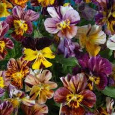 Viola Cornuta (Pansy) 'Brush Strokes'