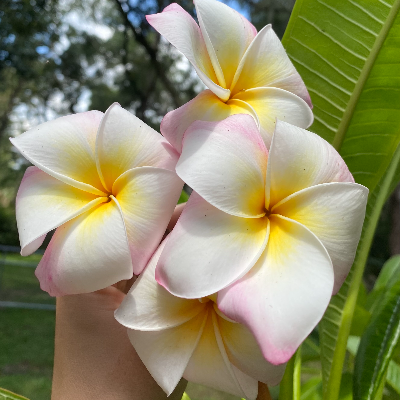 Plumeria