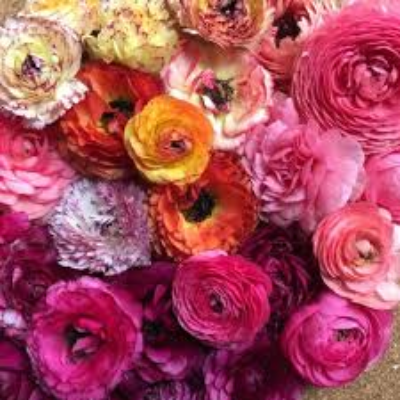 Ranunculus 'Happy Mix'