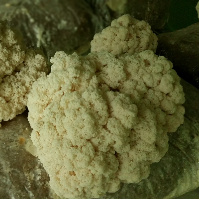 Coral Tooth Mushrooms