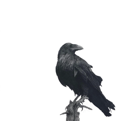 "Black Bird" - Art Prints