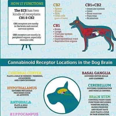 Cbd Oil And Treats For Pets