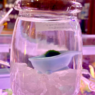 Marimo Moss Balls