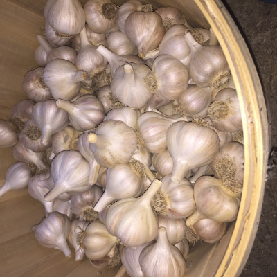 Organic Heirloom Garlic