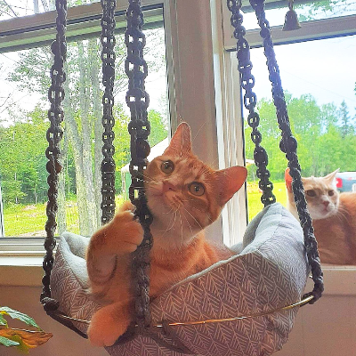 Pet Bed/Swings For Cats Or Dogs