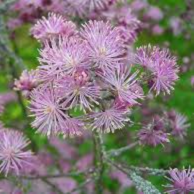 Thalictrum Aquilegifolium 'Meadow Rue'