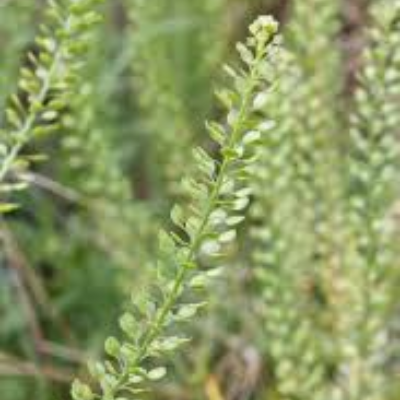 Lepidium Ruderale 'Peppergrass'