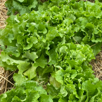 Leaf Lettuce