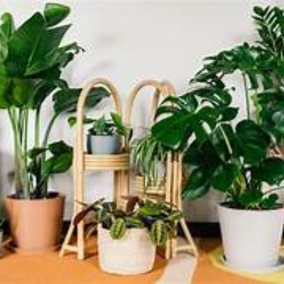 House Plants