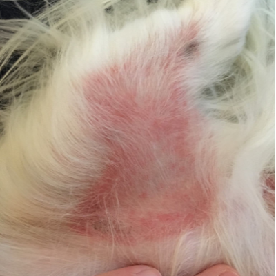 Herbal Healing Pet Skin Salve - For Dogs With Allergies And Skin Problems, Pet Wellness Supplies