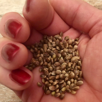 Toasted Hemp Seeds W/ Sea Salt