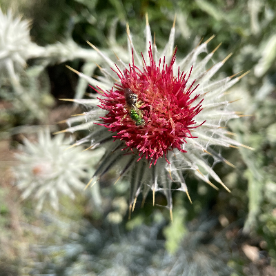 Cirsium Occidentale (Western Cobwebby Thistle) 5-Inch