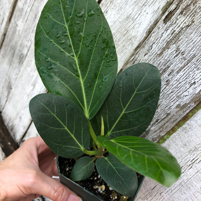 Ficus Audrey (Ficus Benghalensis) - 3" Or 4" Pot