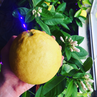 Fresh Squeezed Lemonade, Orangeade, Grapefruitade