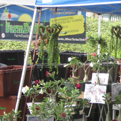 Tropical Herbs And Spice Plants