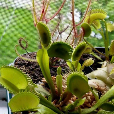 Venus Fly Traps (Carnivorous Plant)