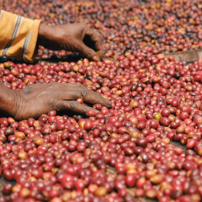 Ethiopia Guji Gelana Abaya 4 Oz Sampler