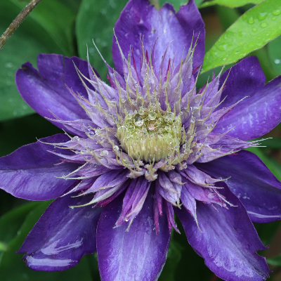 Cut Flowers