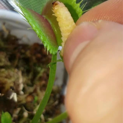 Venus Fly Traps (Carnivorous Plant)