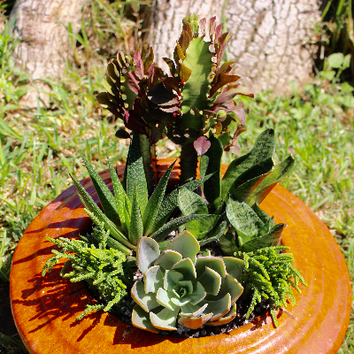Succulent Arrangements