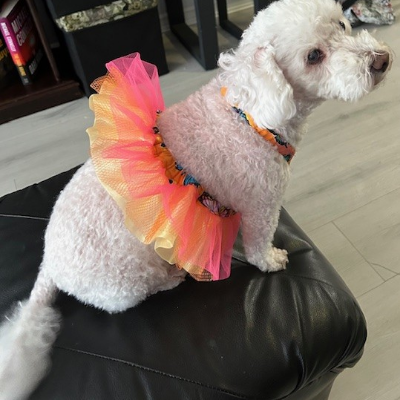 Summer Doggy Tutu's