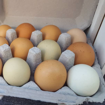 Non Gmo Chicken Eggs