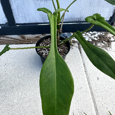 Philodendron Joepii