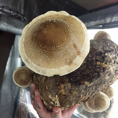 Fresh Lion's Mane Mushroom
